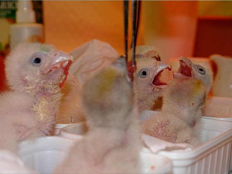 Falcocria | zoo del pirineu