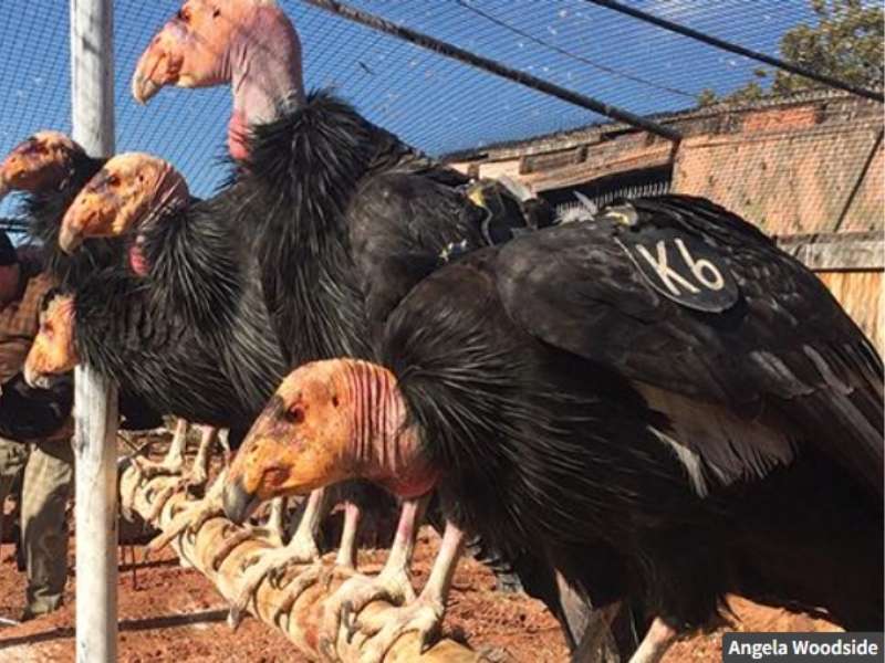 Peregrinefoundation | zoo del pirineu