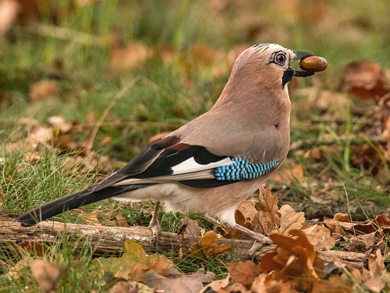 Zoo a Cataluña que aposta por conservación de medio ambiente.