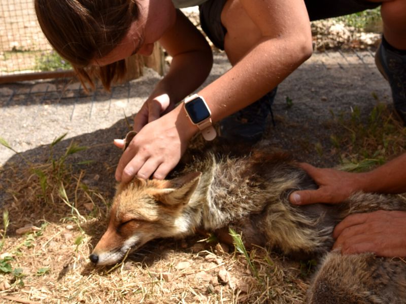 Zoo a Cataluña que rescata animales salvages.