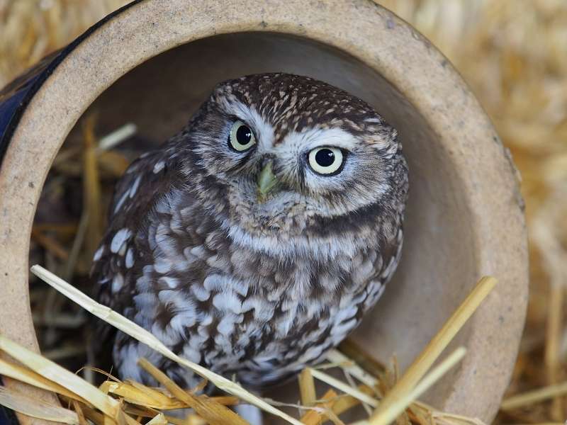 Zoo a Catalunya que investiga para mejorar la vida de animales salvajes en captividad. 