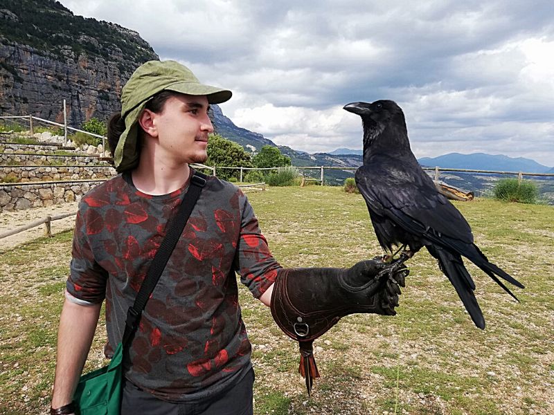 Lifetime commitment if you want to have a raven as a pet.