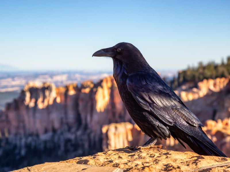 Raven defends its territory.