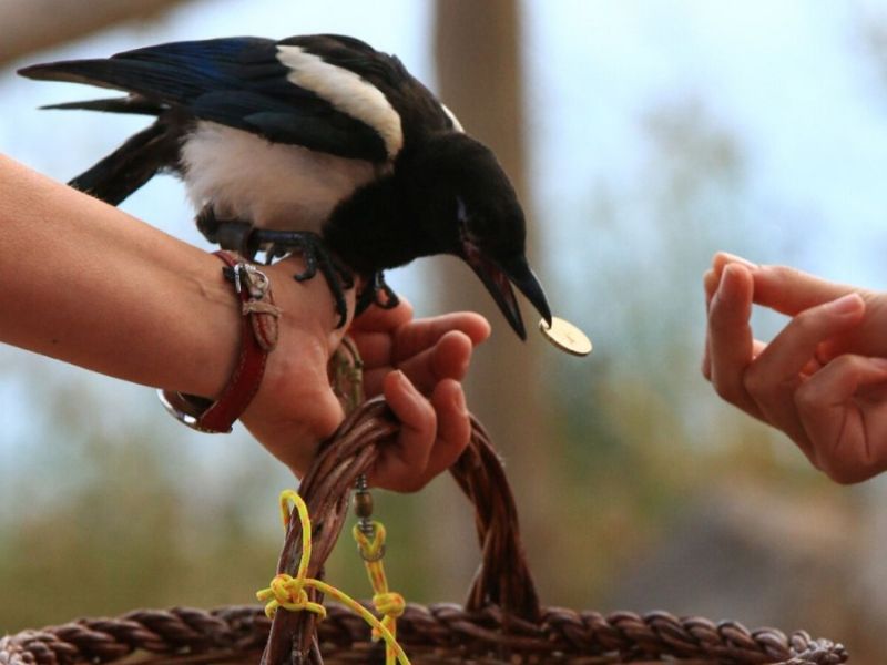 The magpie Hisenda collects money that allows us to take care of the animals.