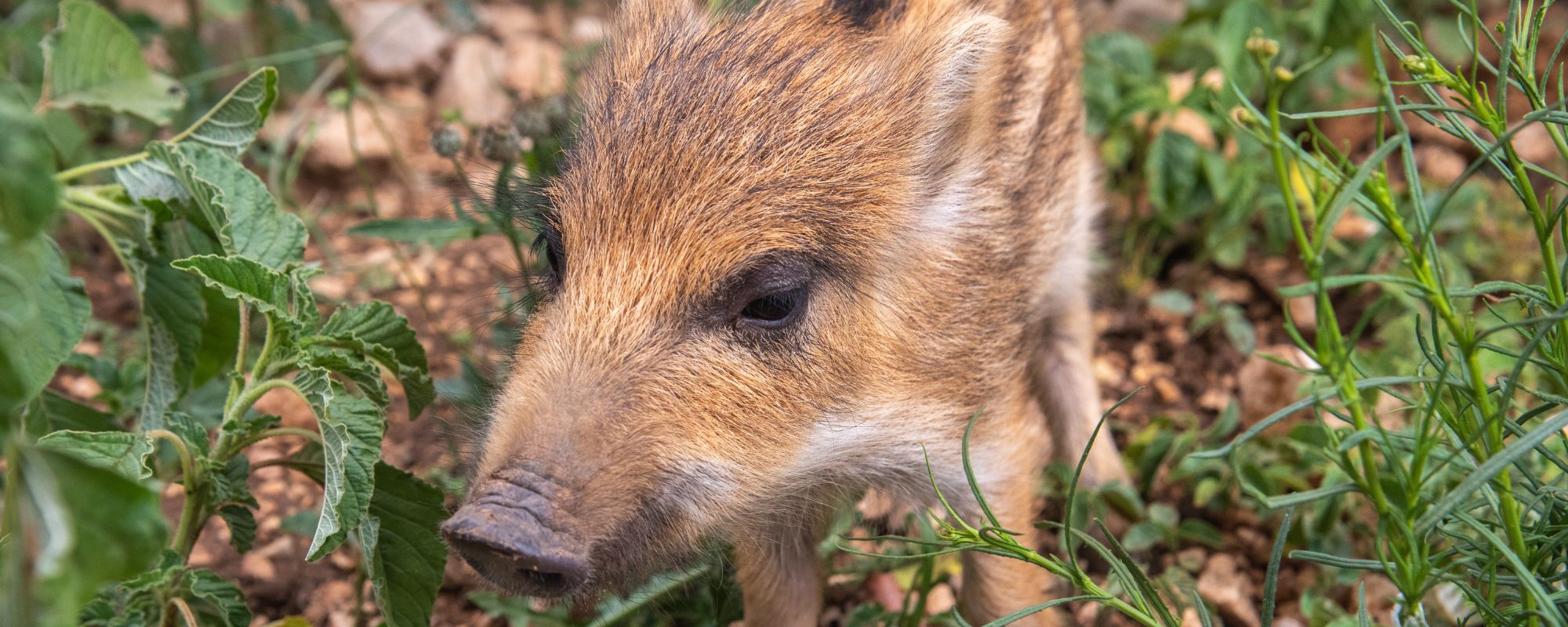 Cuidar de los animales huérfanos.