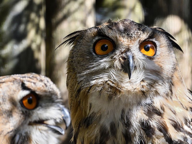 Eagle owl pair.