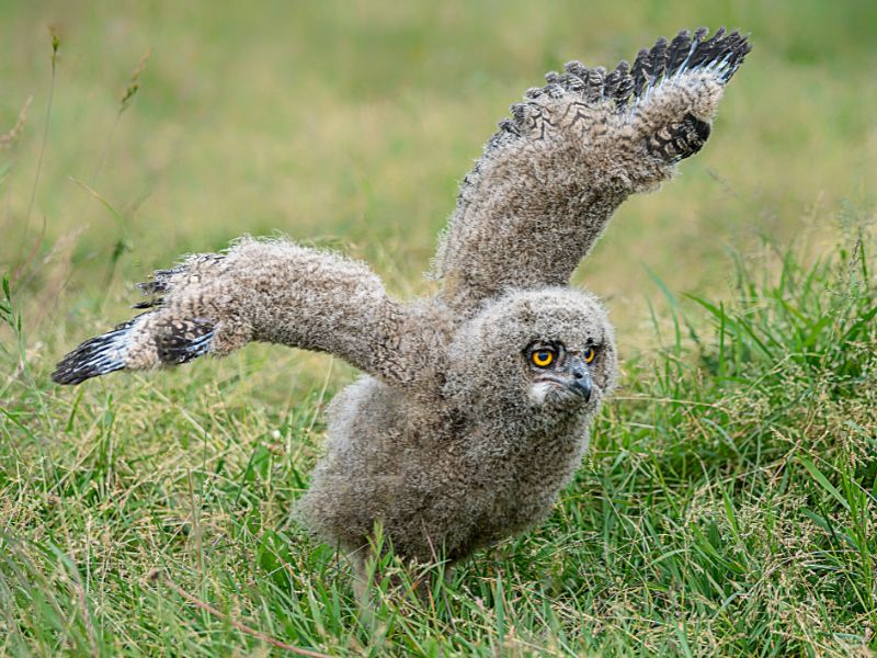 Eagle owl hatchling.