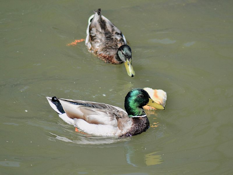 What do mallards eat?