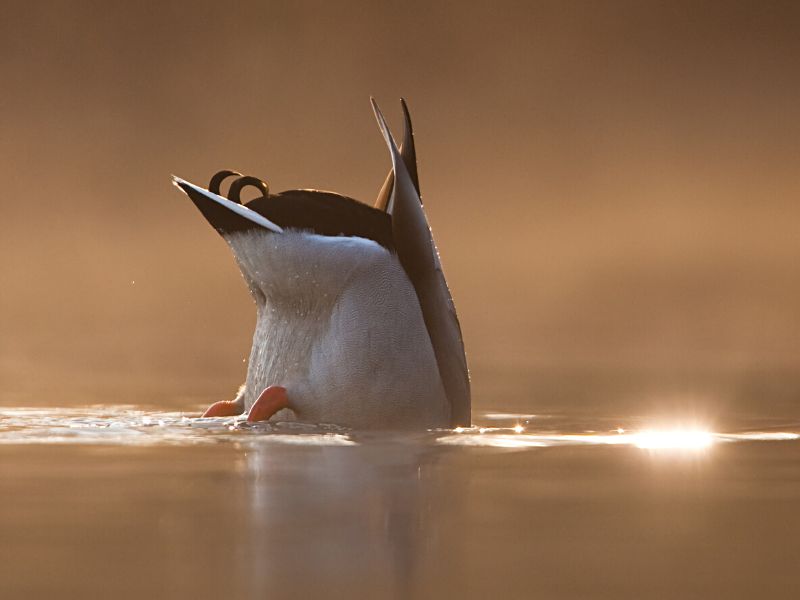 Duck with butt in the air