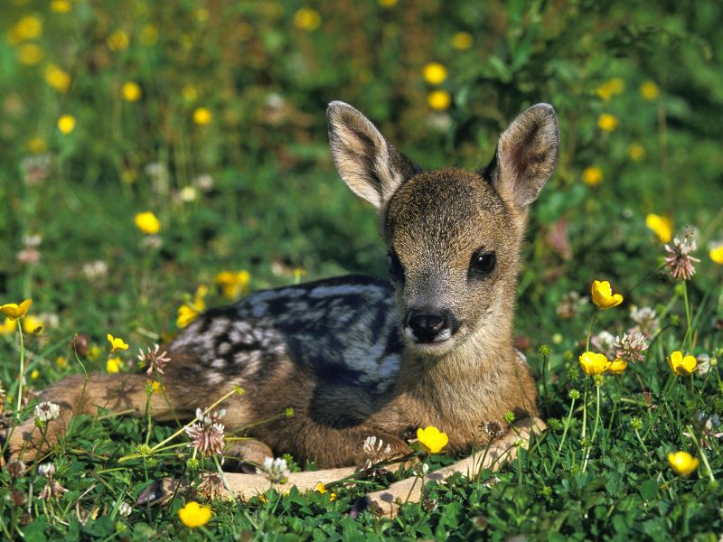 Roe deer fawn