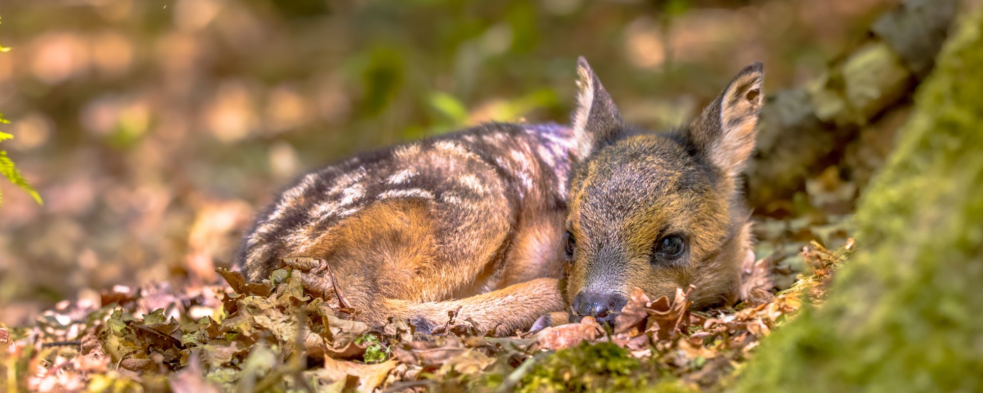 Zoo en Cataluña que rescata animales