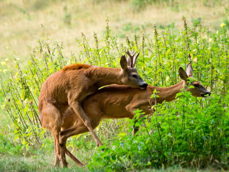 Roe deer mating