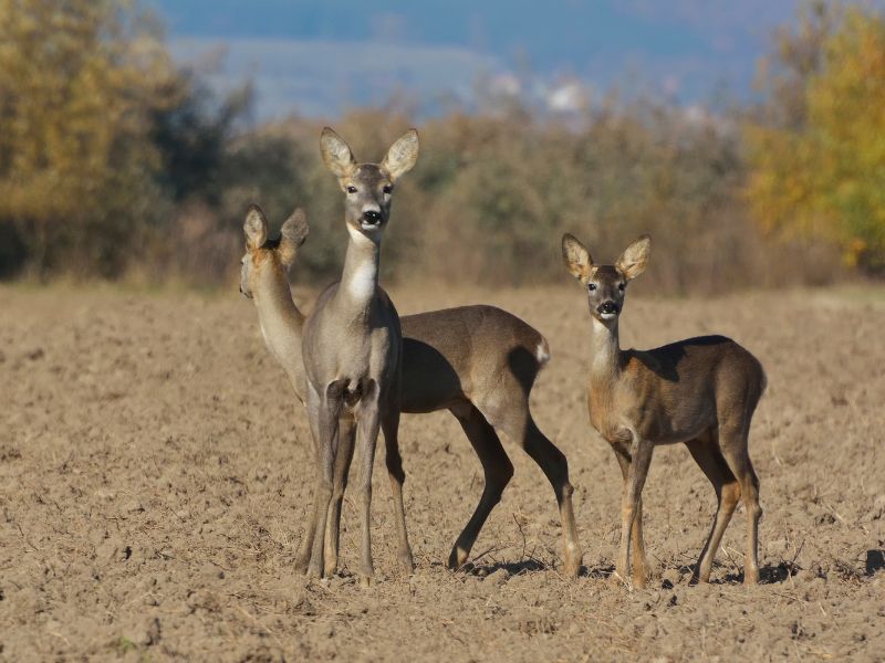 Roe deer are approaching the populations.