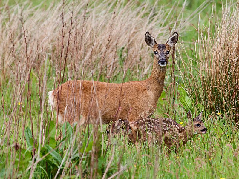 Female roe deer with her fawns.