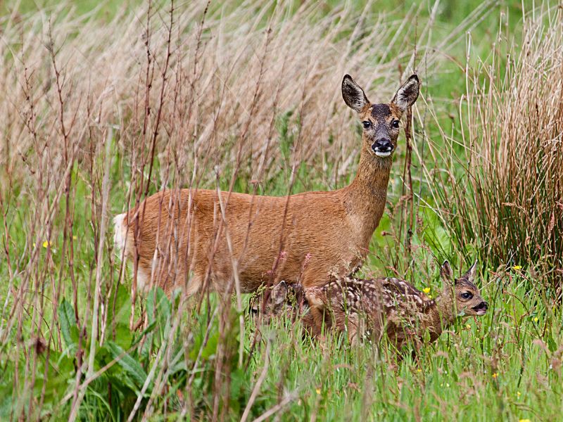 What to do if you find a roe deer fawn? 💚 Academy of Nature