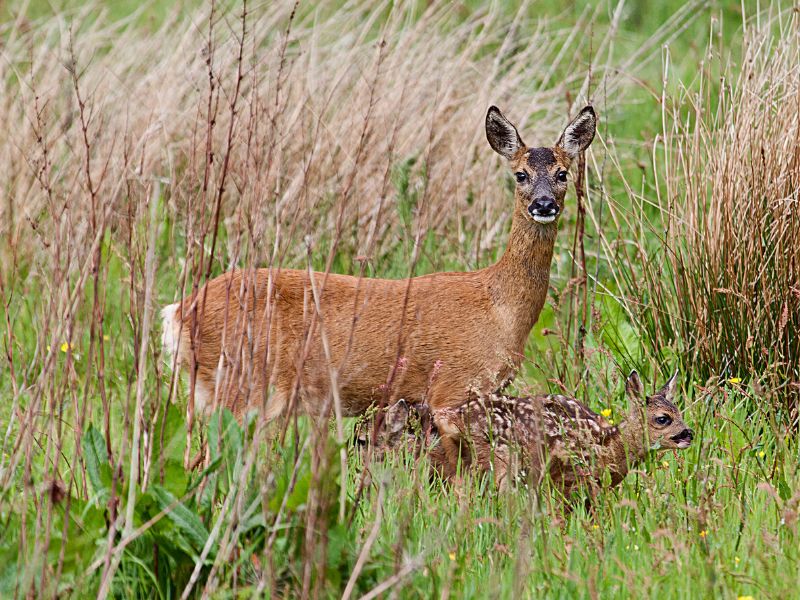 What To Do If You Find A Roe Deer Fawn Academy Of Nature