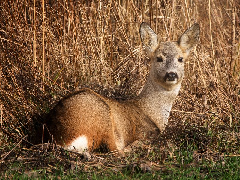 Female roe deer ruminates