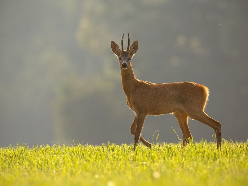 Young roe deer male