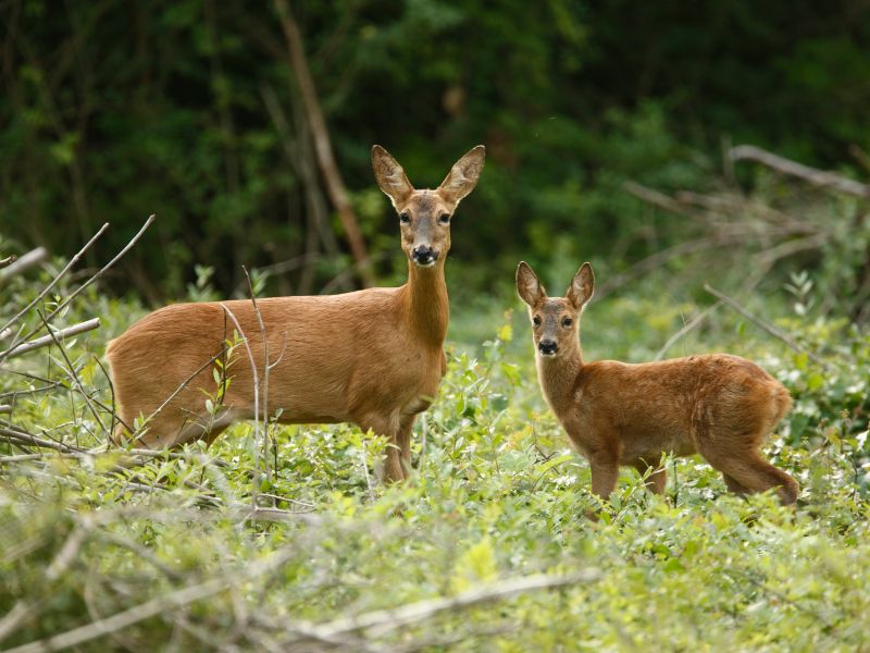 Roe deer mother and fawn