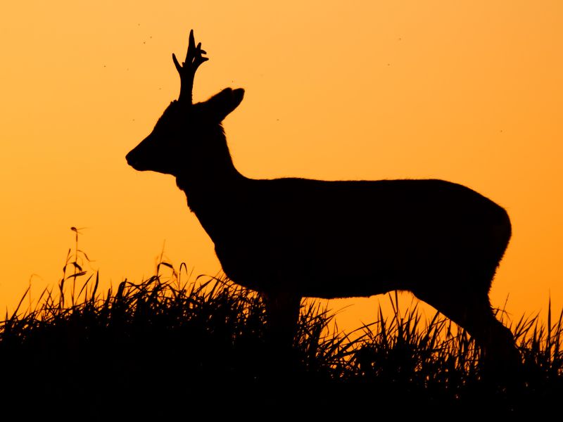 Roe deer is a hunting animal