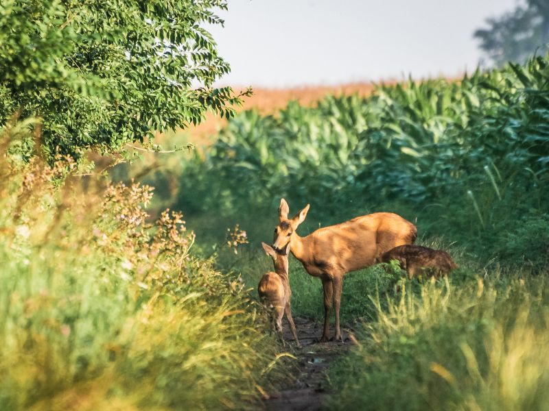 Do not separate roe deer fawns from their mother.