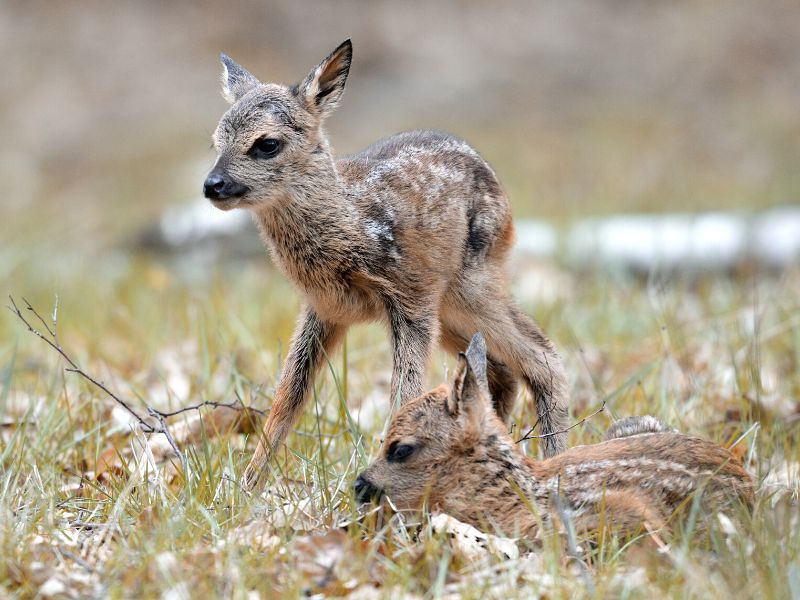 What to do if you find a roe deer fawn?