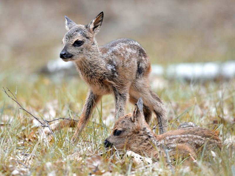 Què fer si trobes una cria de cabirol?