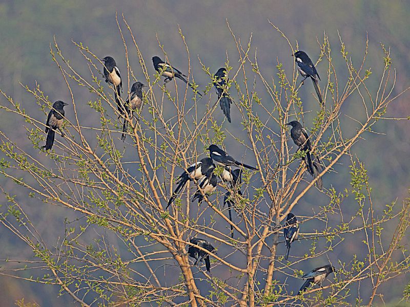 A flock of magpies