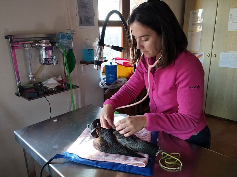 Veterinaria del Zoo de los Pirineos