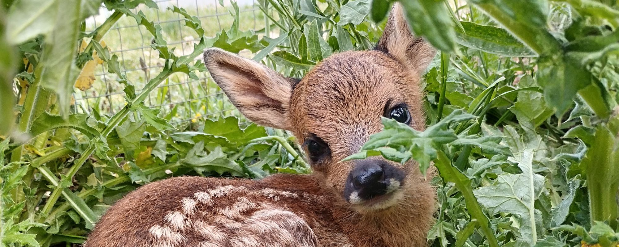 Qué es un grupo privado | zoo del pirineu