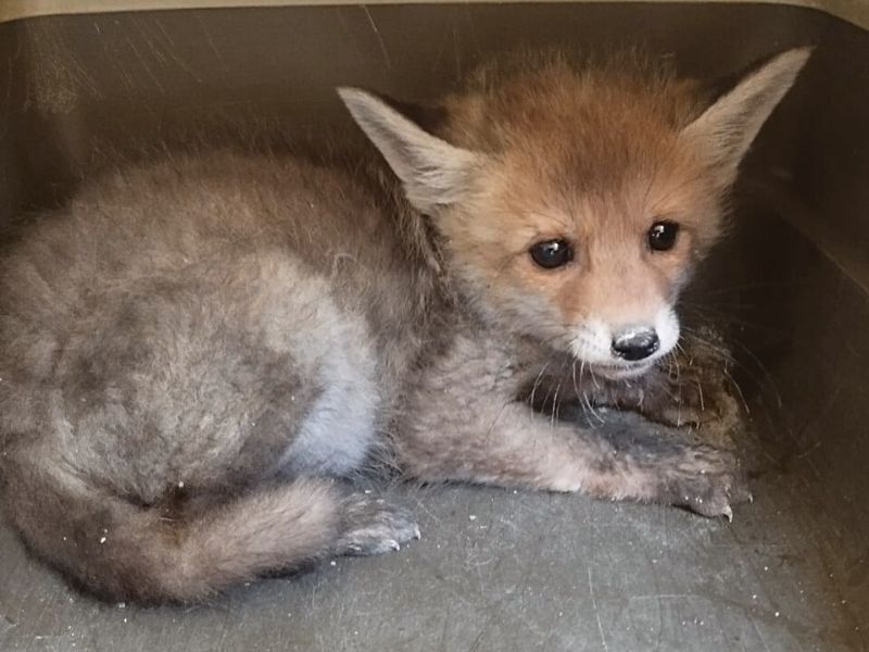 cuál es la validez del vale regalo | zoo del pirineu