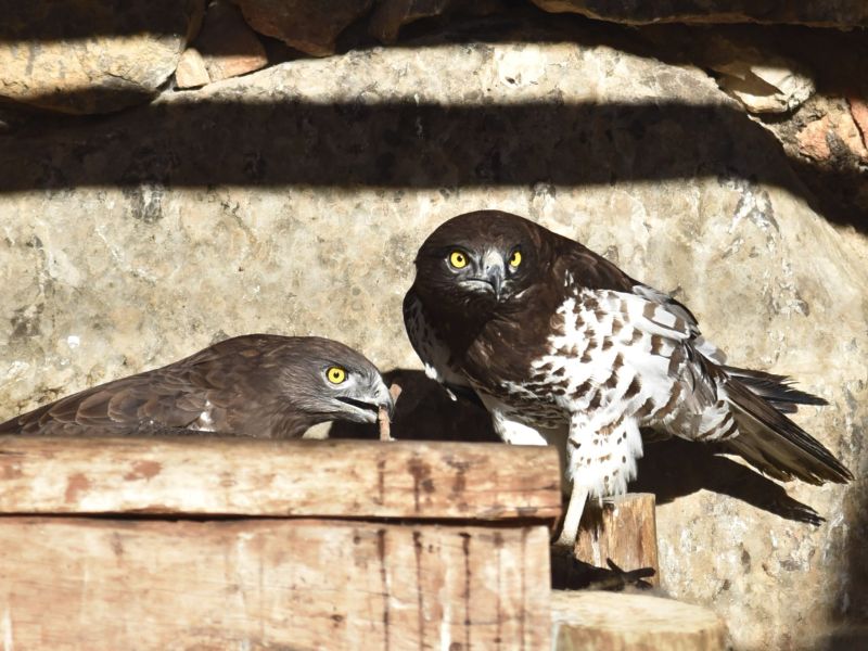 Fauna ibérica águila culebrera