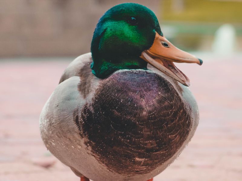 Iberian wildlife mallard