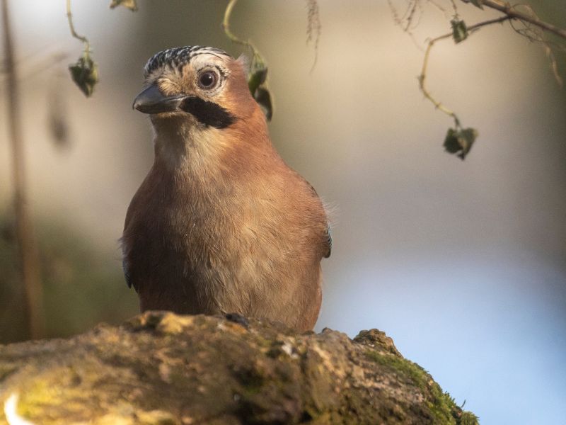 Iberian wildlife jay