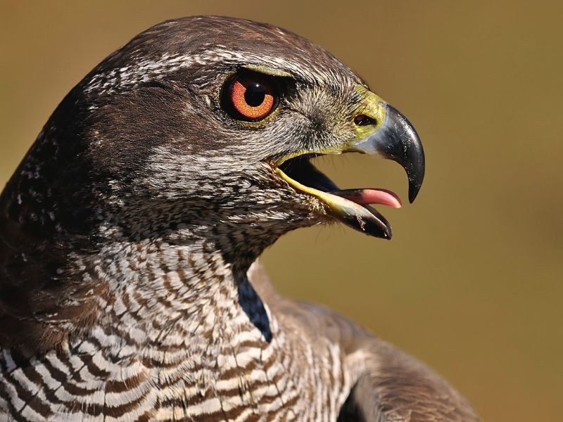 Iberian Wildlife Goshawk