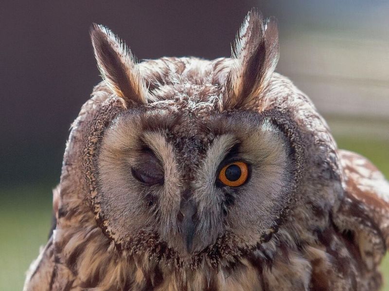 Fauna ibèrica mussol banyut