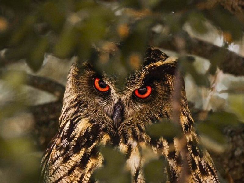 Iberian Wildlife Eagle Owl