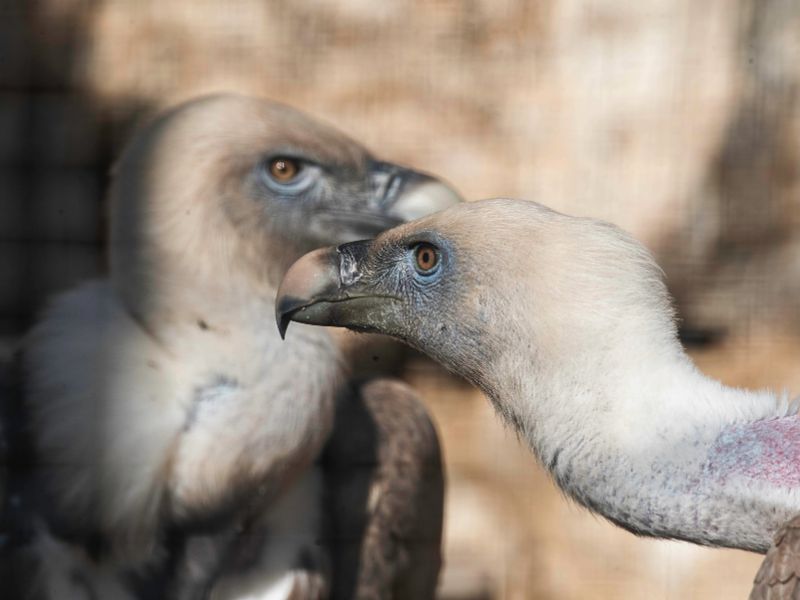 Fauna ibérica buitre leonado