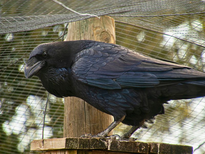 Iberian Wildlife Raven