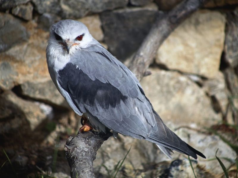 Iberian Wildlife Black-shouldered kite