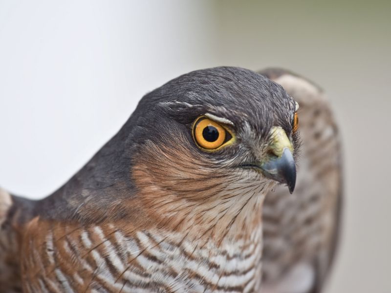 Iberian Wildlife Sparrow-hawk