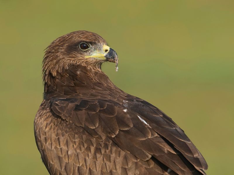 Fauna ibèrica milà negre