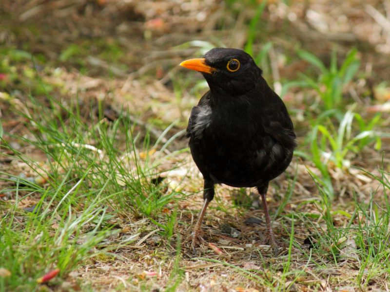 Iberian wildlife birds Common blackbird