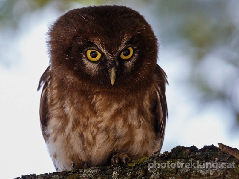 Boreal owl Iberian Wildlife