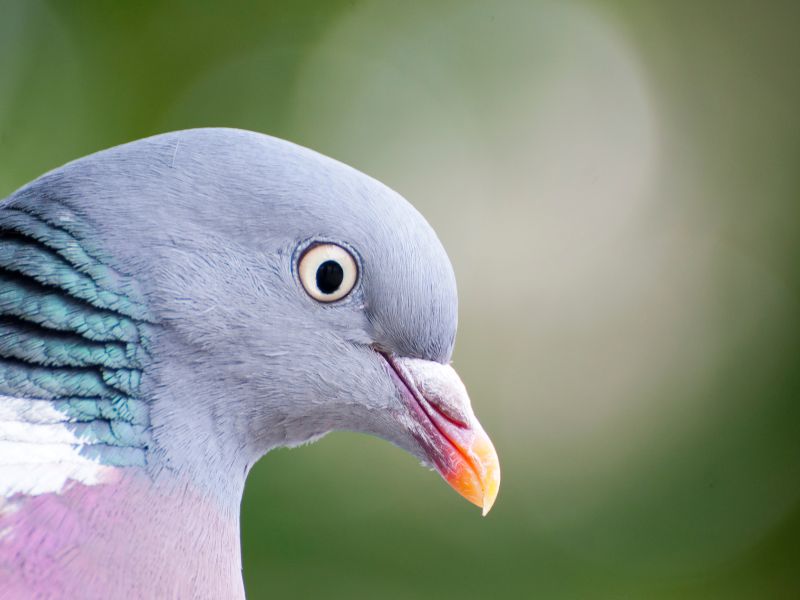 Iberian wildlife Common wood pigeon