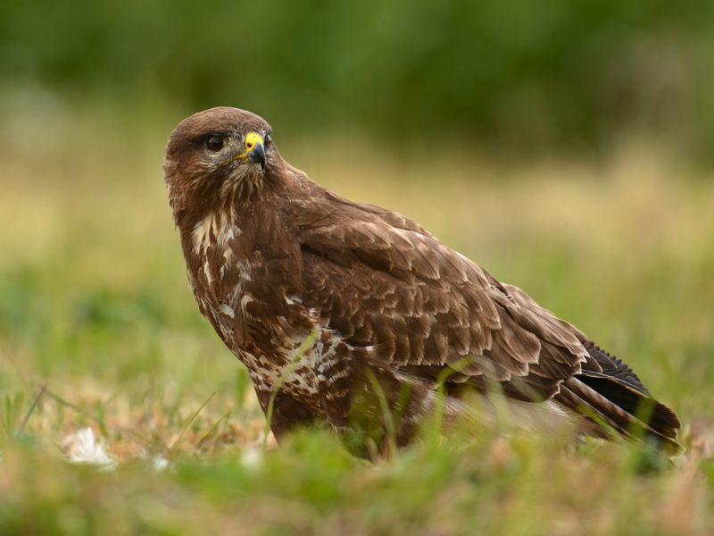 Iberian Wildlife Common buzzard