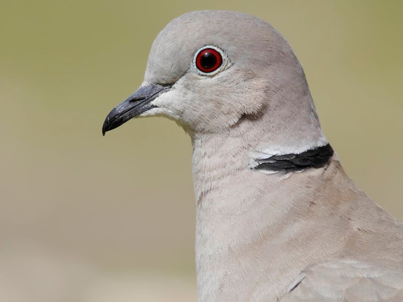 Birds of Spain Eurasian collared dove