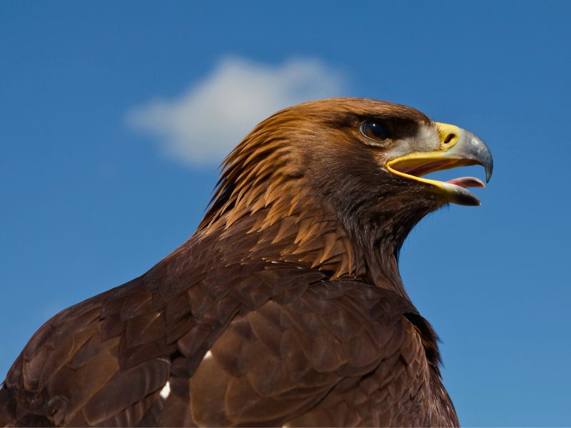 Exotic animals Steppe eagle