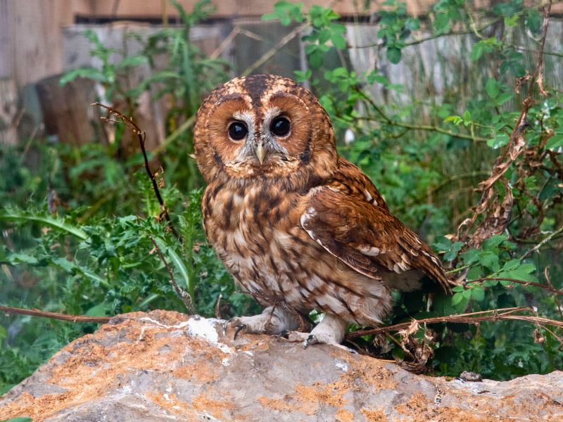 Iberian Wildlife Tawny Owl