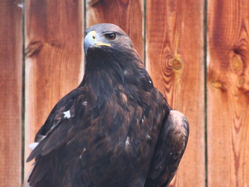 Saving wild lives of electrocuted animals